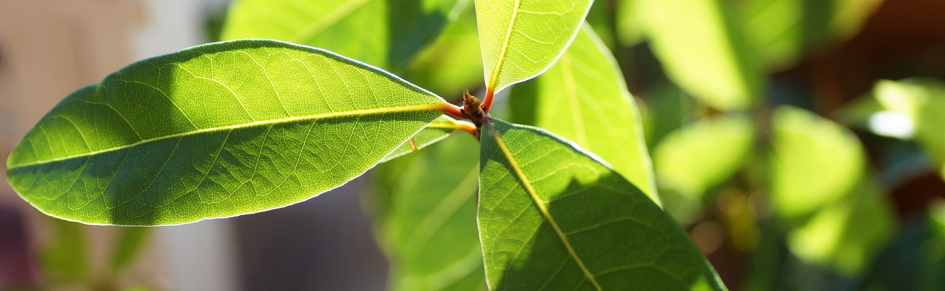 Bay Leaves